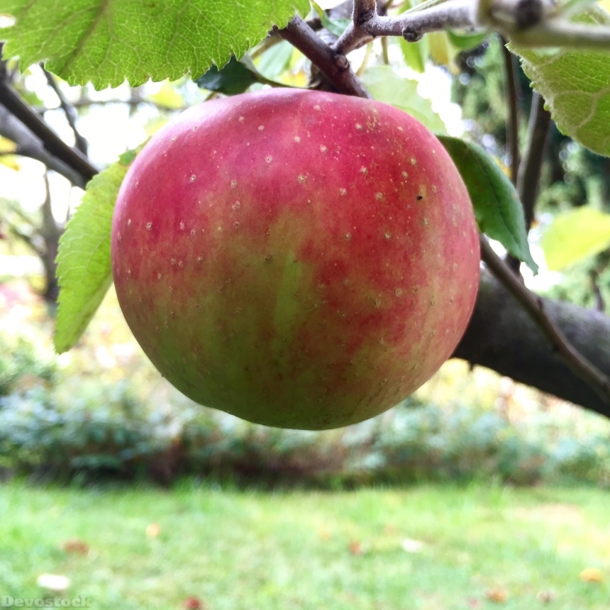 Devostock Apple Tree Delicious Garden