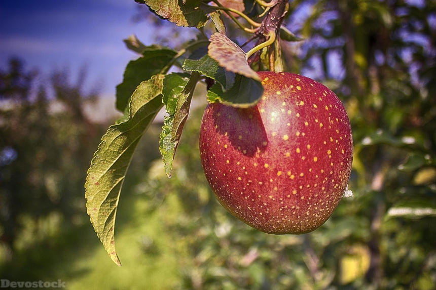 Devostock Apple Tree Improvement Orchard