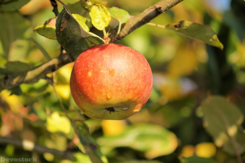 Devostock Apple Tree Leaves Fruit
