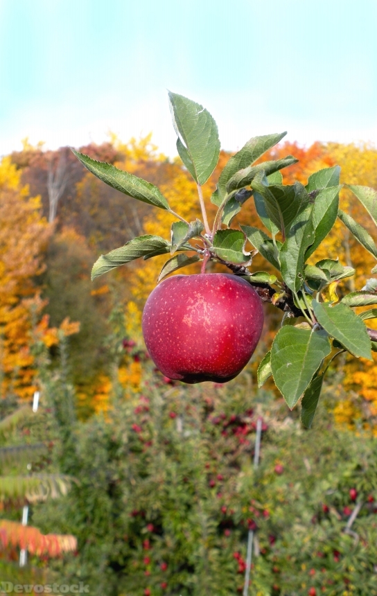 Devostock Apple Tree Orchard Agriculture