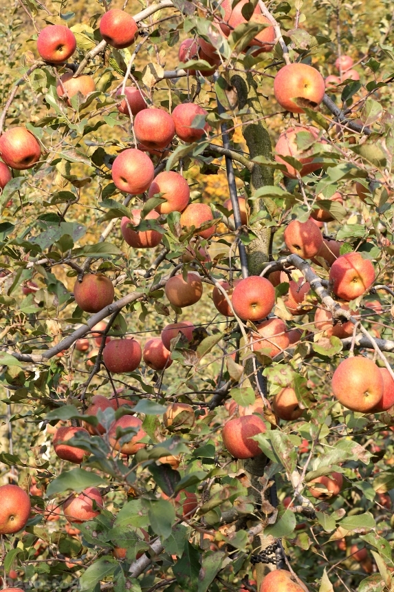 Devostock Apple Tree Orchard Apple