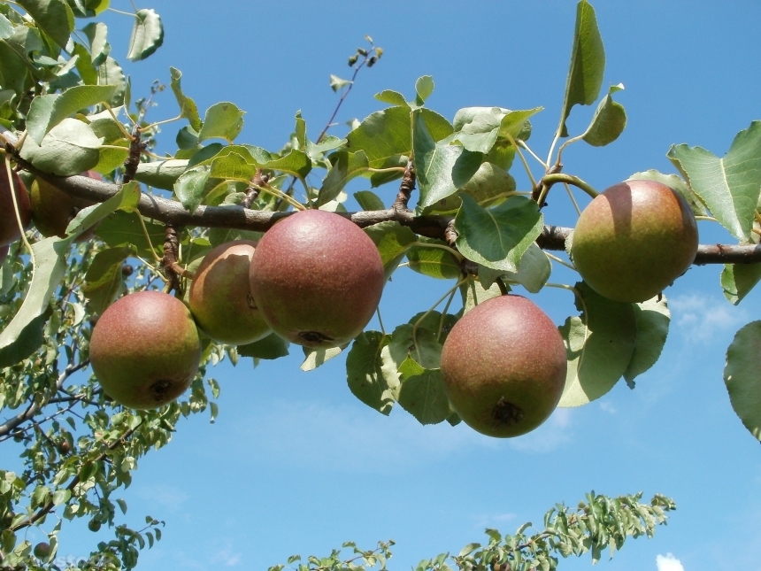 Devostock Apple Trees Meadow Orchards