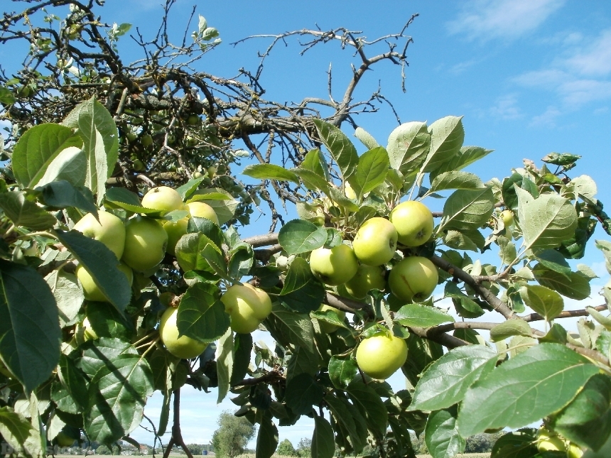 Devostock Apple Trees Orchards Nature