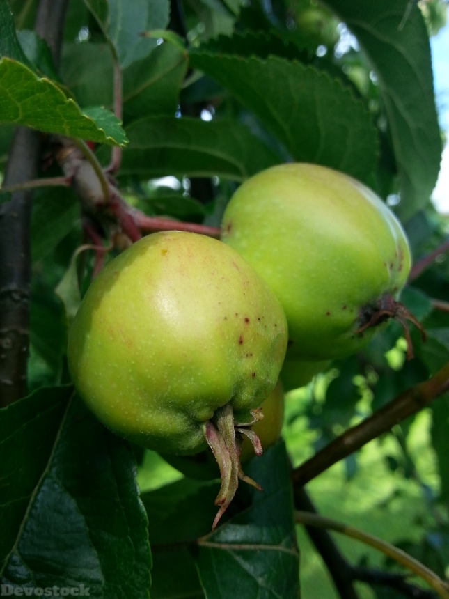 Devostock Apple Two Apples Tree