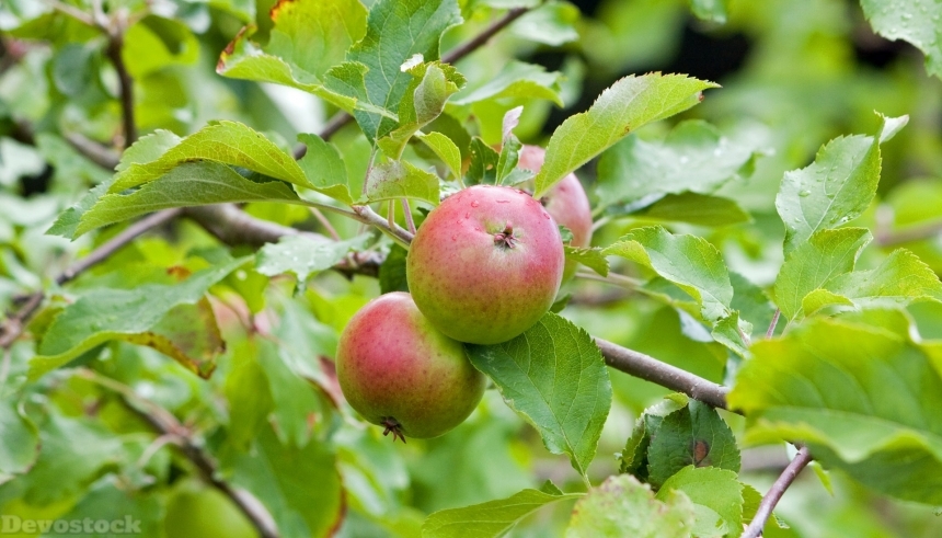 Devostock Apples Apple Fresh Tree