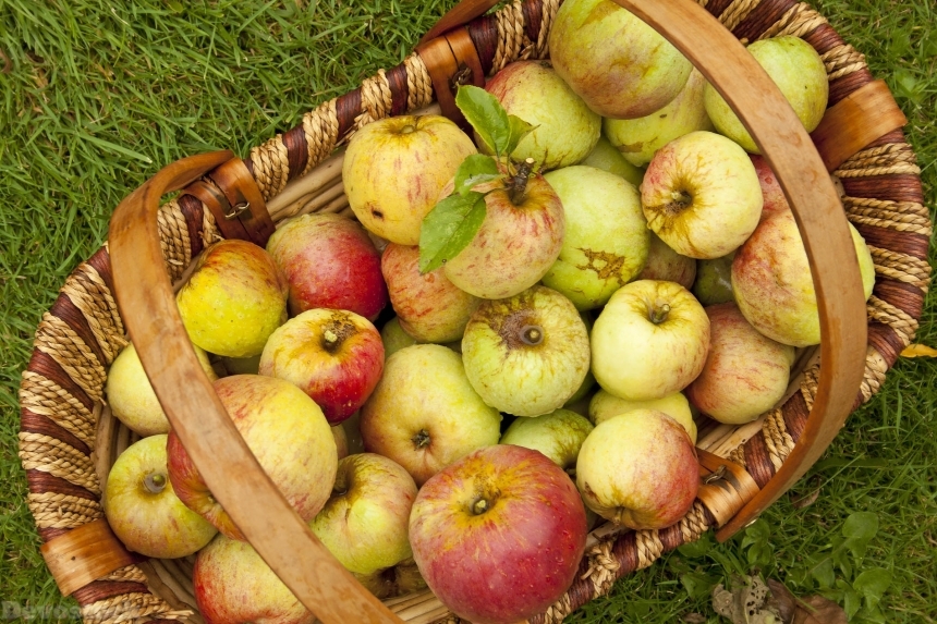 Devostock Apples English Apples Harvest