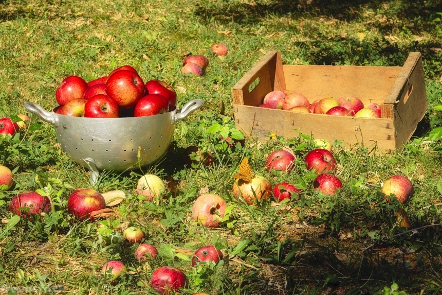Devostock Apples Fruit Collection Fall