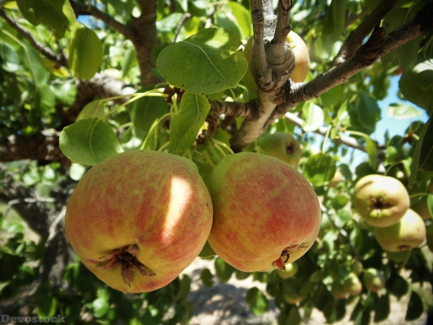 Devostock Apples Fruit Orchard Delicacy