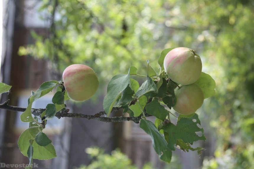 Devostock Apples On Branch Apple