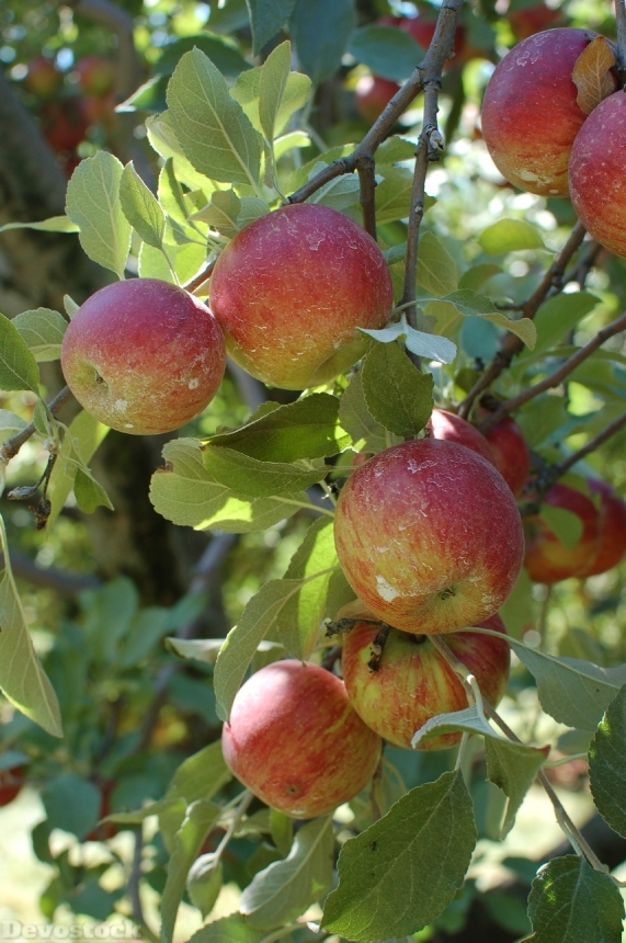 Devostock Apples Orchard Tree Fruit