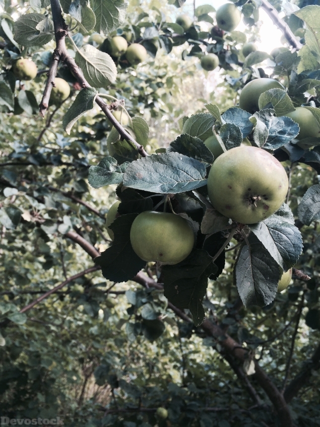 Devostock Apples Summer Green Fruit