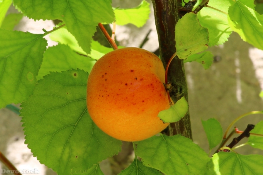 Devostock Apricot Fruit Tree Garden