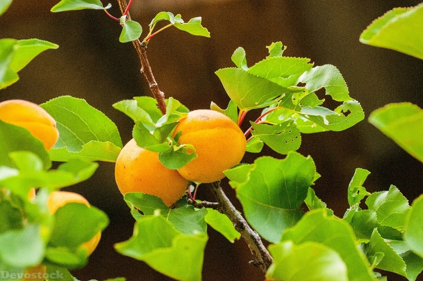 Devostock Apricot Two Fruit Orange