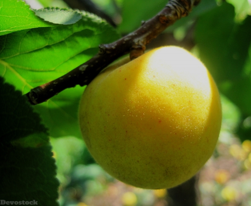 Devostock Apricot Yellow Green Ripening