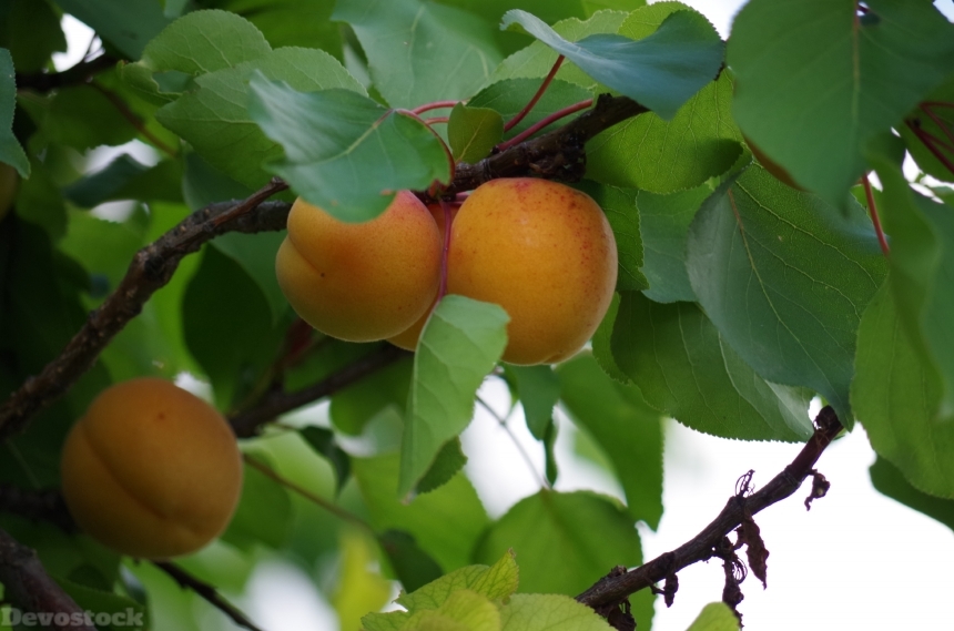 Devostock Apricots Fruit Orange On