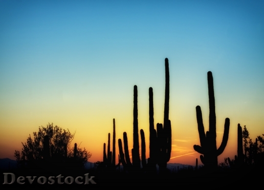 Devostock Arizona Cactus Cacti Saguaro