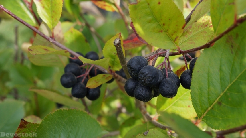 Devostock Aronia Berries Fruits Food