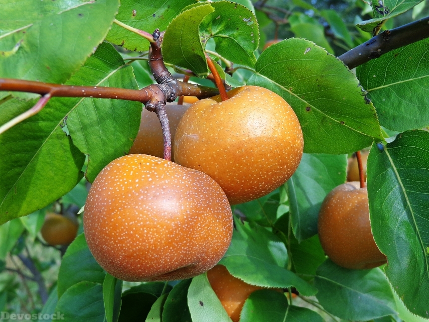 Devostock Asian Pear Fruit Pear