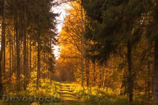 Devostock Autumn Forest Leaves Sun 2
