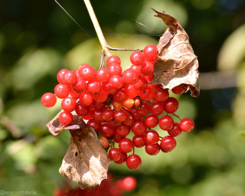 Devostock Autumn Fruits Berries Red