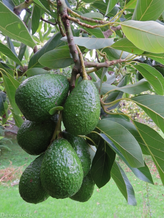 Devostock Avocado Avocado Fruit Fruit