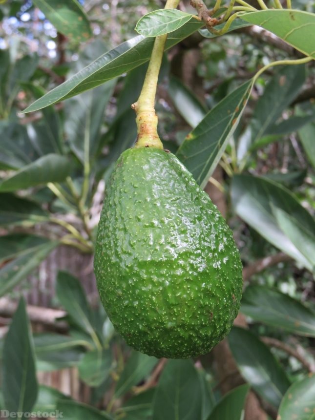 Devostock Avocado Fruit Tree Green 1