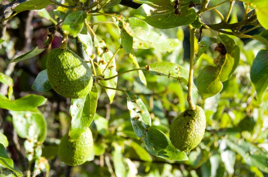 Devostock Avocado Fruit Tree Green