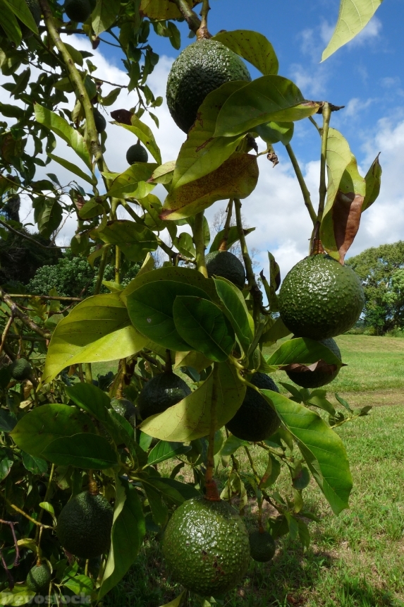 Devostock Avocados Shire Pahoa Hawaii