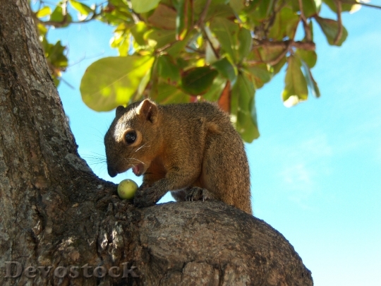 Devostock Bali Squirrel Trustful Animal