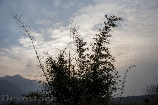 Devostock Bambbo Bush Cloud Sunset