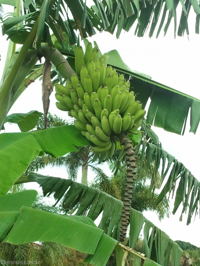 Devostock Banana Bunch Food Fruit