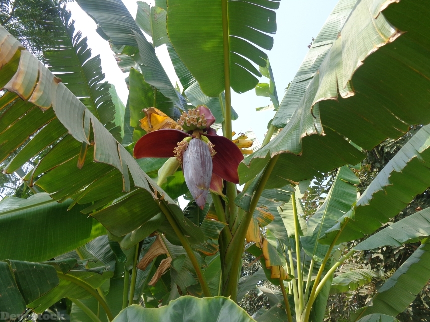 Devostock Banana Green Fruit Flower