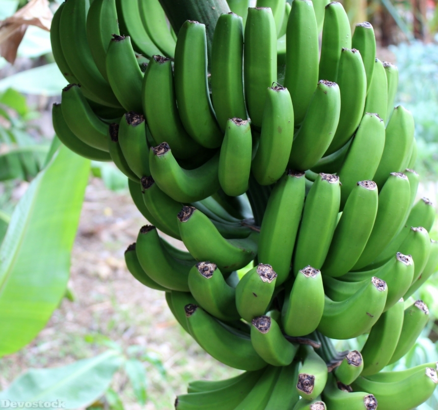 Devostock Banana Green Shrub Fruit