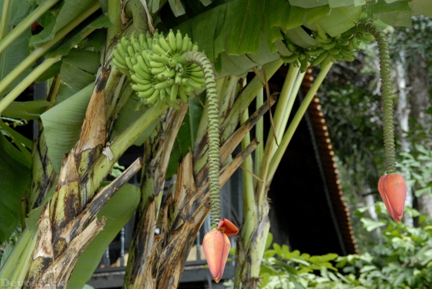 Devostock Banana Nature Fruit Tropical