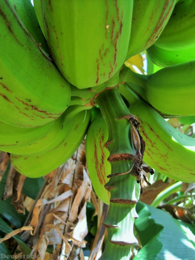 Devostock Banana Tree Tree Banana 0