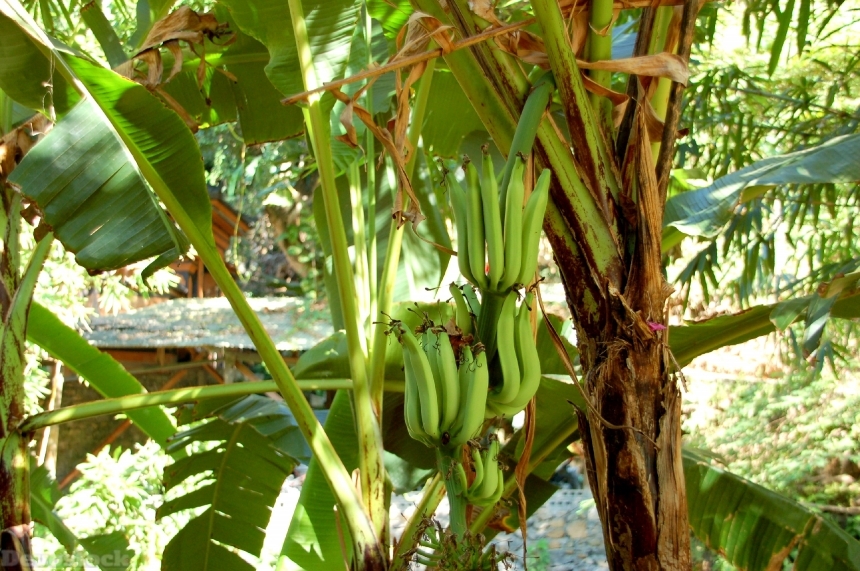 Devostock Bananas Bali Nature Fruit