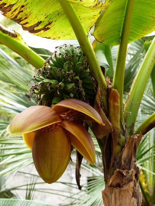 Devostock Bananas Banana Shrub Plant