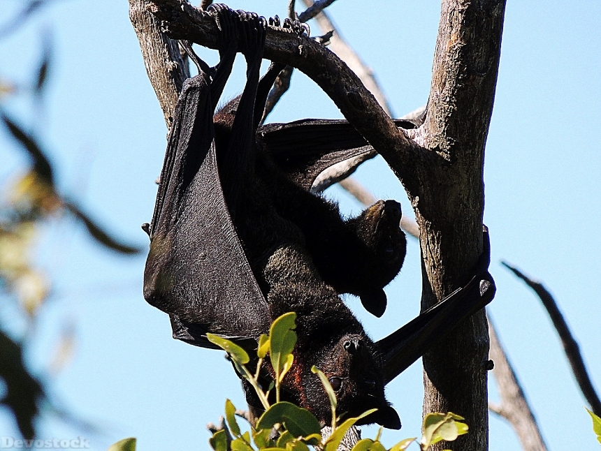 Devostock Bat Flying Fox Fruit
