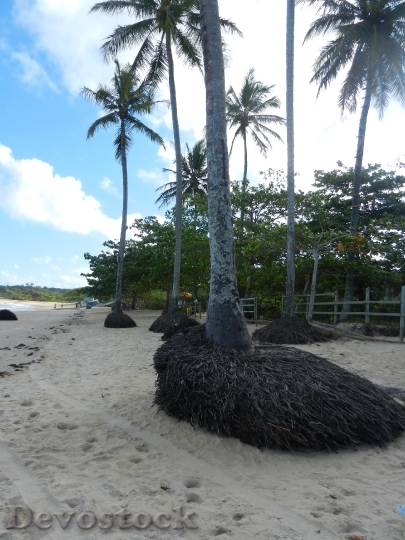 Devostock Beach Palms Roots Sea