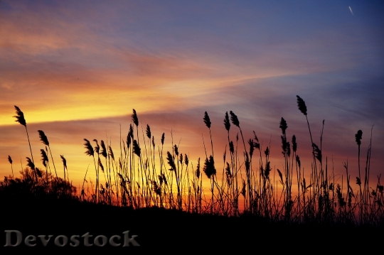 Devostock Beautiful Sunset Colors Plants