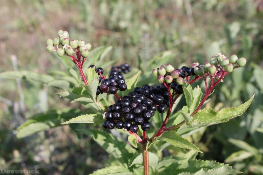Devostock Berries Black Ebulus Ripe 1
