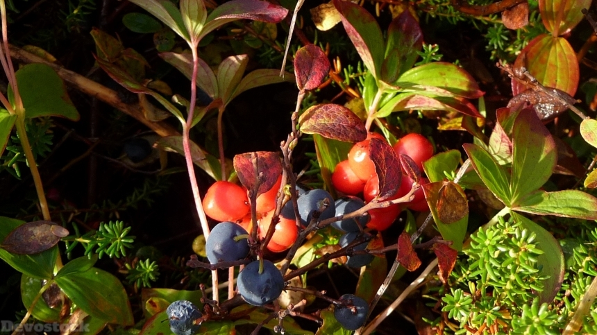 Devostock Berries Blueberry Fruit Vitamin