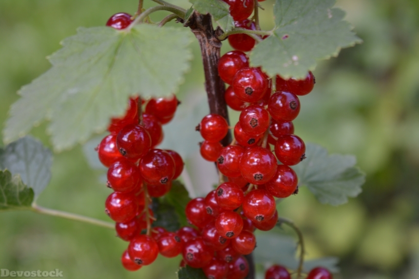 Devostock Berries Currants Eat Bush