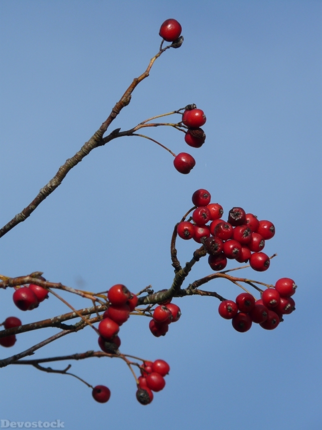 Devostock Berries Fruits Red Tree 17