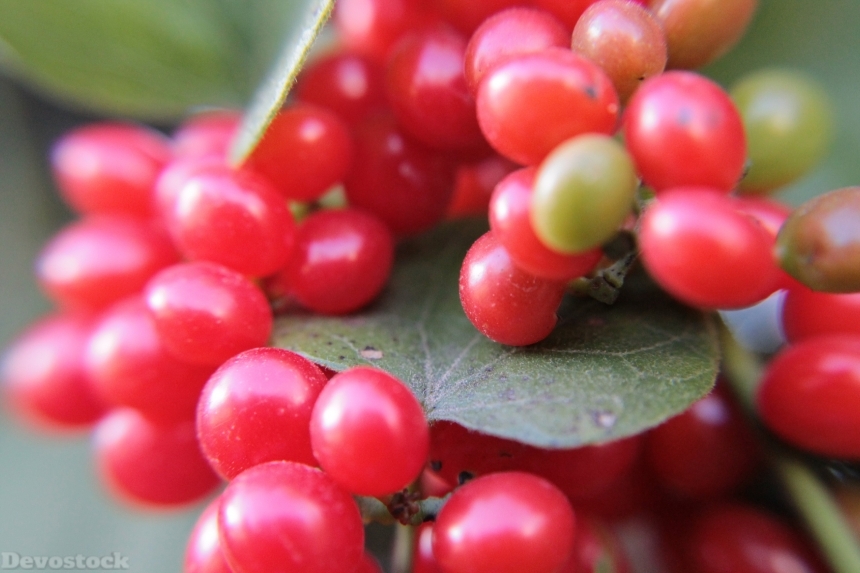 Devostock Berries Red Fruits Food