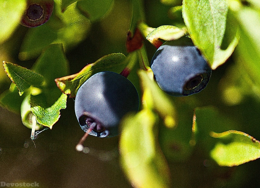 Devostock Berries Undergrowth Fruit 1477979