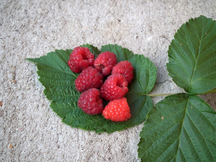 Devostock Berry Raspberry Fruit Red 1
