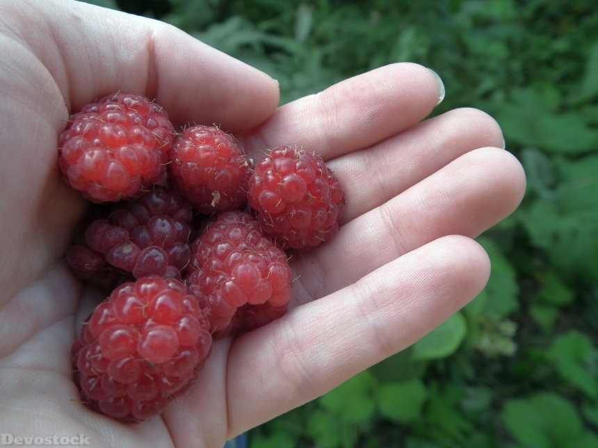 Devostock Berry Raspberry Hand Fruit