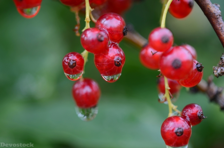 Devostock Berry Red Food Fruit 1