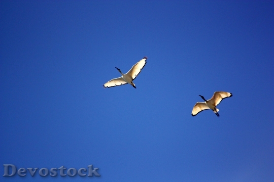 Devostock Bird Birds Ibis Flight